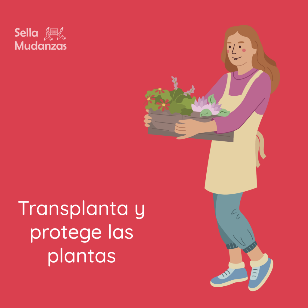 Mudarse con plantas