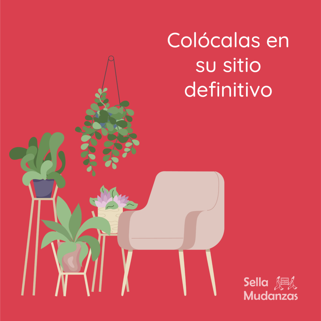 Mudarse con plantas