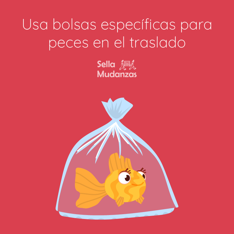 Guía para Mudanzas Exitosas: Consejos Esenciales para Cuidar tus Peces y Acuarios